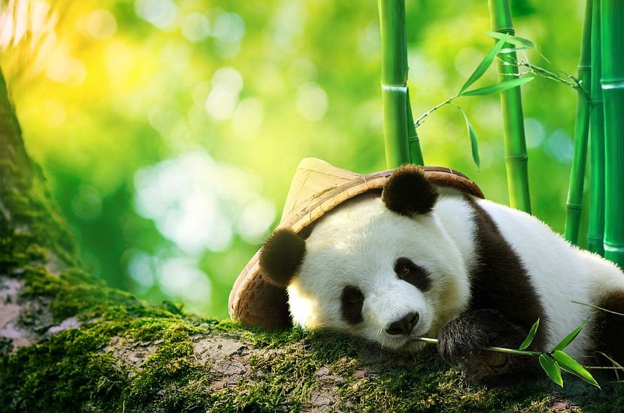 Foto: Ein Panda mit Hut liegt auf einem Stamm vor Bamusstängeln.