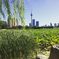 Foto: Blick über ein grünes Feld. Im Hintergrund die Hochhäuser einer Stadt.