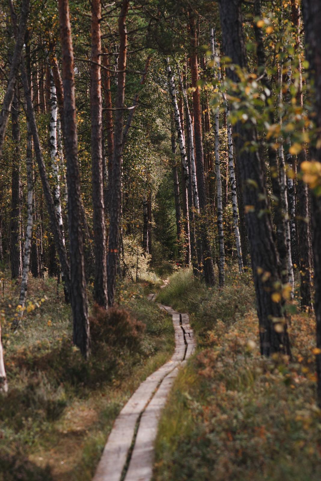Das Bild zeigt einen schmalen Holzweg durch einen herbstlichen Laubwald.