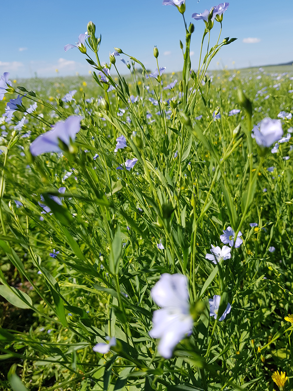 Eine Leinpflanze in Nahaufnahme, dahinter ein Feld. 